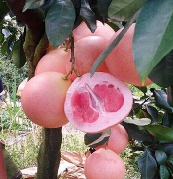 厂家直销柚子新品种——红心矮晚柚/湖南三红蜜柚黄金柚子树苗图片