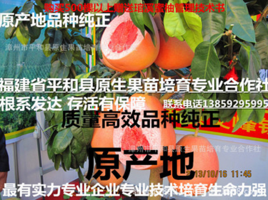 漳州市红心肉蜜柚子苗厂家