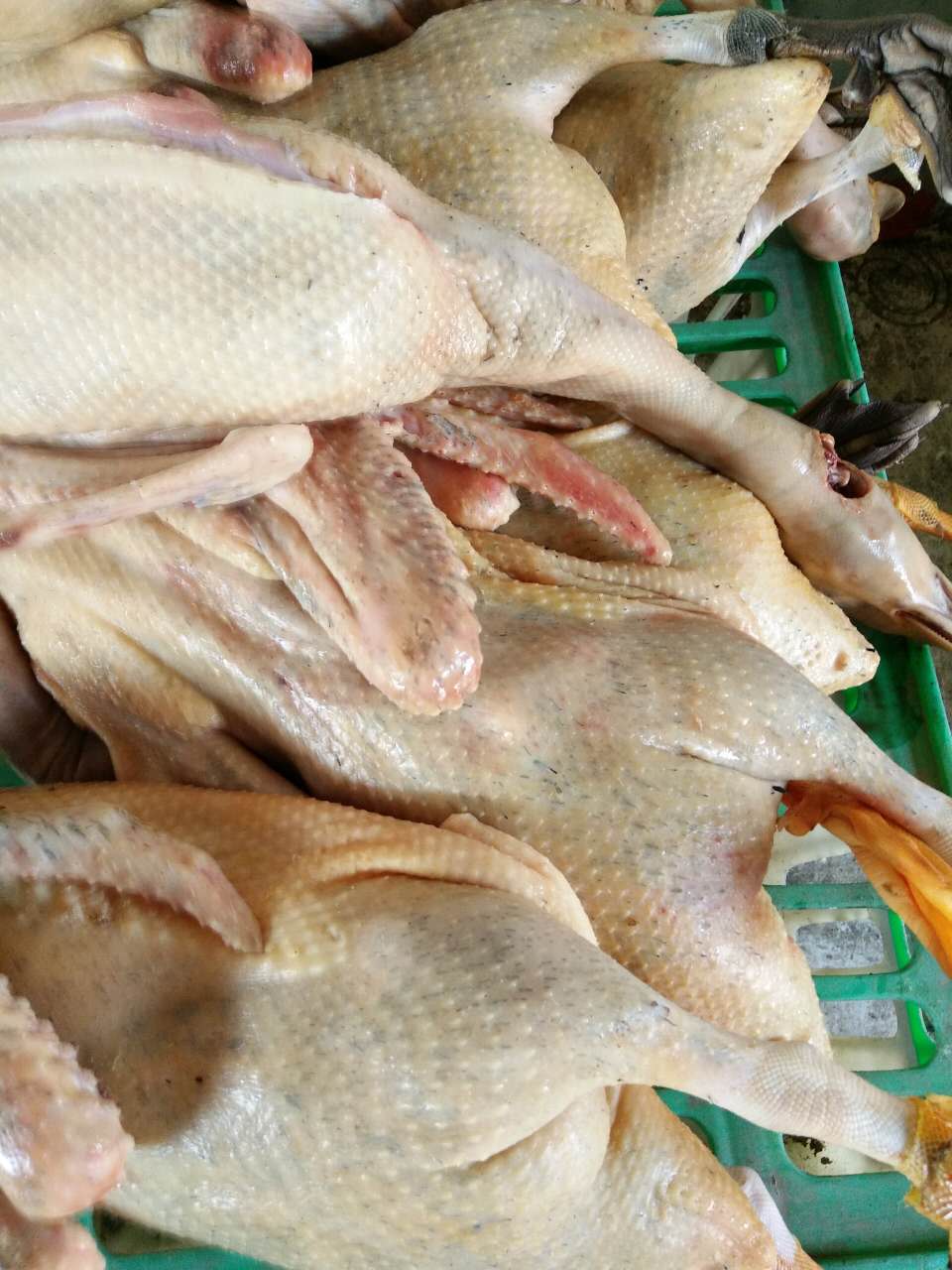 天柱县骡鸭科技繁殖场专业养殖贵州肉鸭