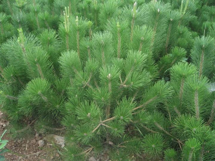 平邑苗木、平邑油松、平邑黑松、平邑哪里有卖油松、