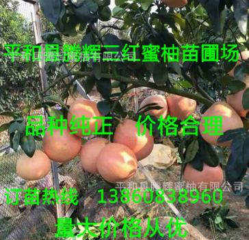 漳州市红肉蜜柚苗厂家