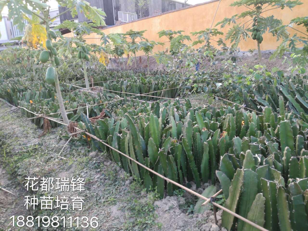 广州市红肉火龙果苗多少一株厂家