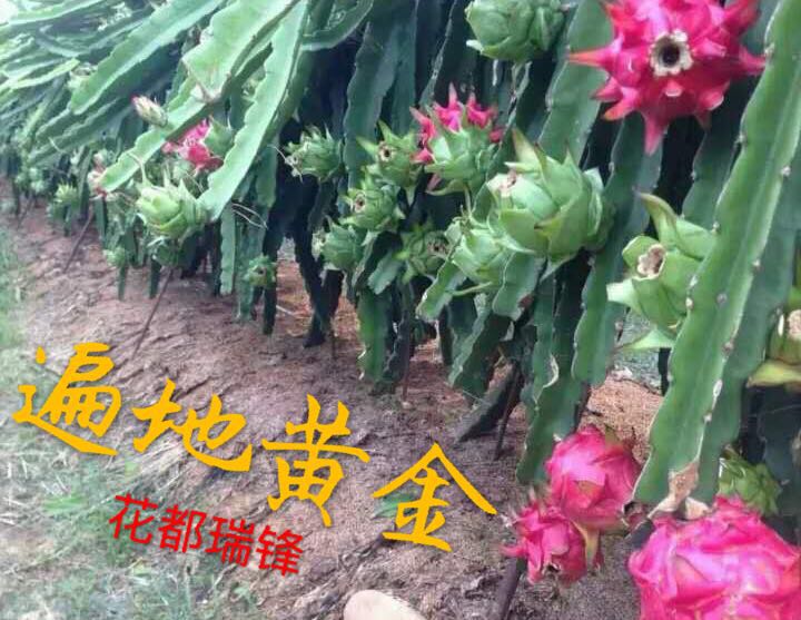 海南火龙果苗，台湾进口红水晶火龙果地栽苗 简易包装图片