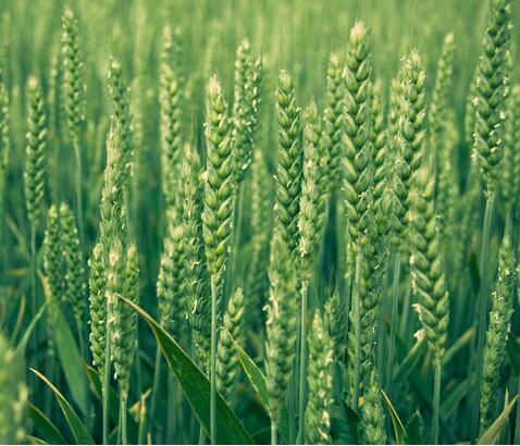 厂家专业种植安徽小麦