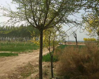 菏泽市10-14公分造型榆树厂家厂家销售10-14公分造型榆树 榆树绿化苗木 工程榆树绿化苗木
