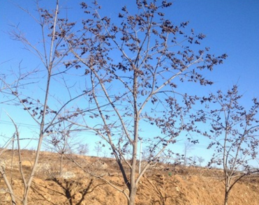 菏泽市合欢树苗厂家厂家批发优质《合欢树》,10-50公分正在选购中 合欢树苗