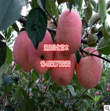 宿迁市国光苹果苗厂家厂家批发国光苹果苗直销 矮化品种 水果树苗 适应性强