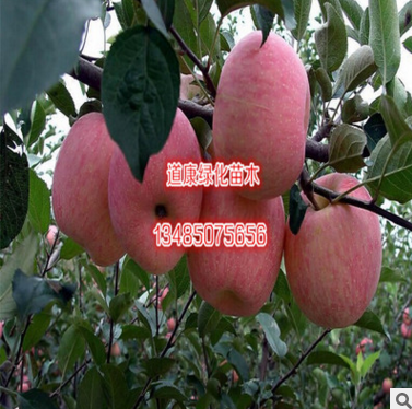 厂家批发国光苹果苗直销 矮化品种 水果树苗 适应性强图片