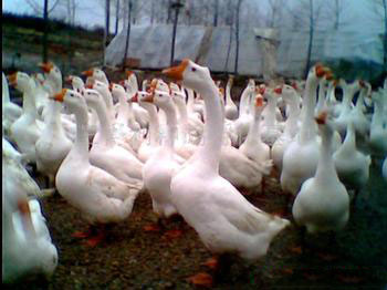 小种白鹅   提供养殖技术 小种白鹅 全国发货 存活率高图片