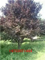 基地长年直销木槿6-8公分一级树基地长年直销木槿6-8公分一级树