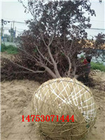 菏泽市基地长年直销木槿6-8公分一级树厂家