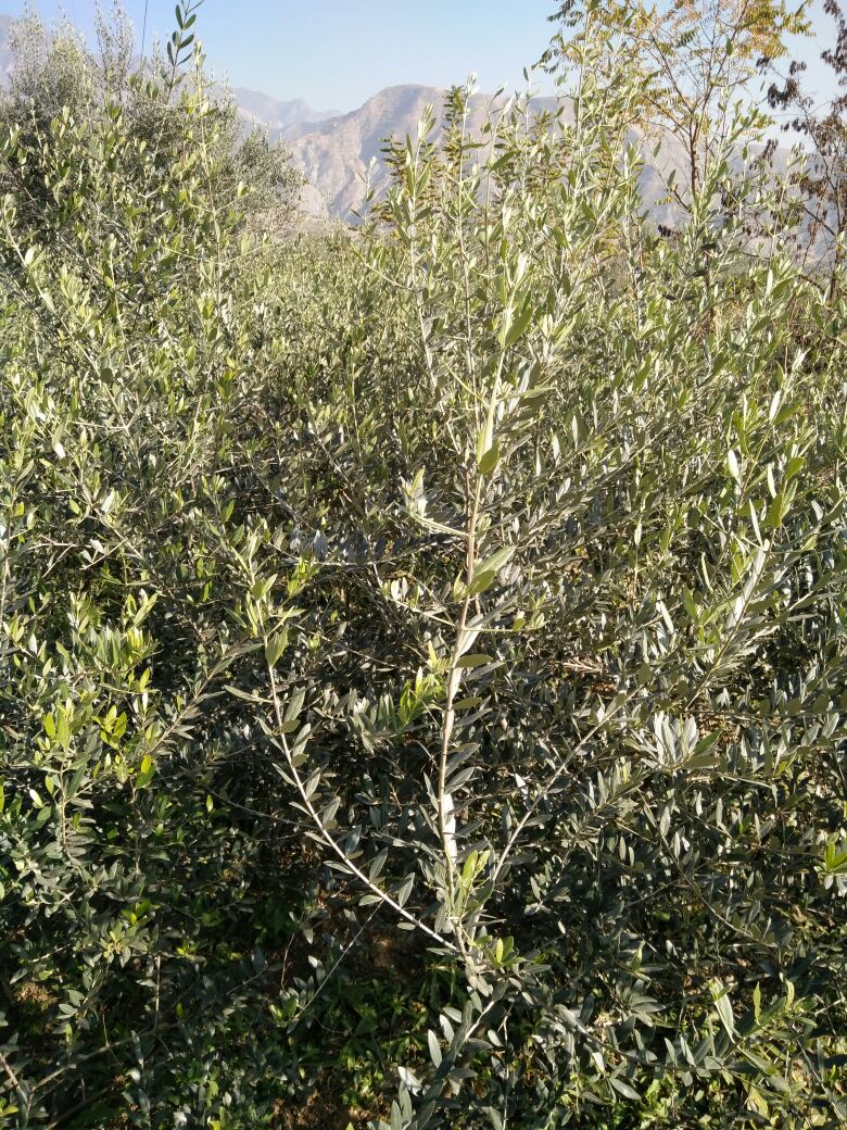 油橄榄树苗13195803721
