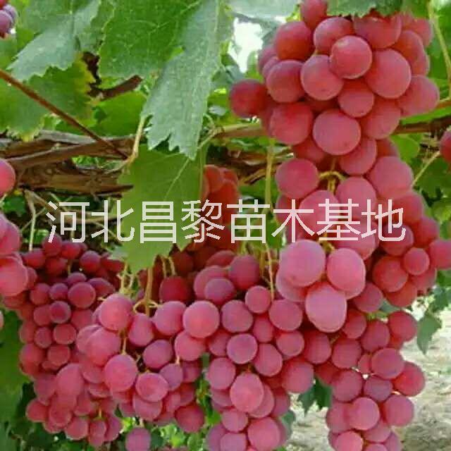 北京葡萄苗供应商，河北葡萄苗供应商，葡萄苗低价出售，葡萄苗回收图片