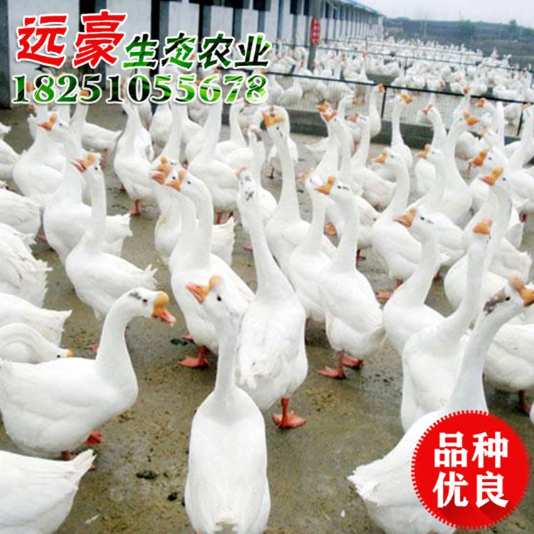 扬州盐水鹅批发扬州三花鹅 养殖基地专业孵化 品种齐全 扬州白鹅量大优惠 扬州盐水鹅