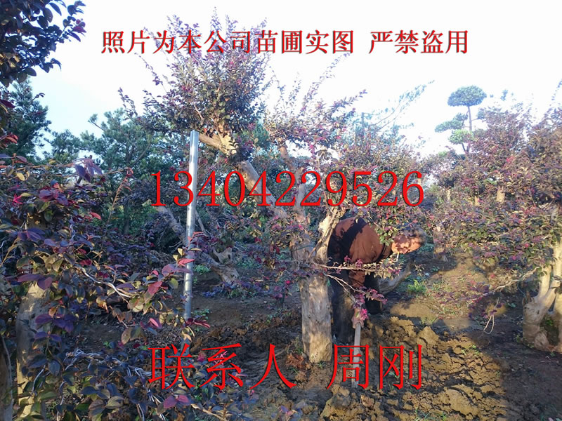 造型红花檵木桩、红花檵木树桩盆景、苏州庭院绿化苗木图片