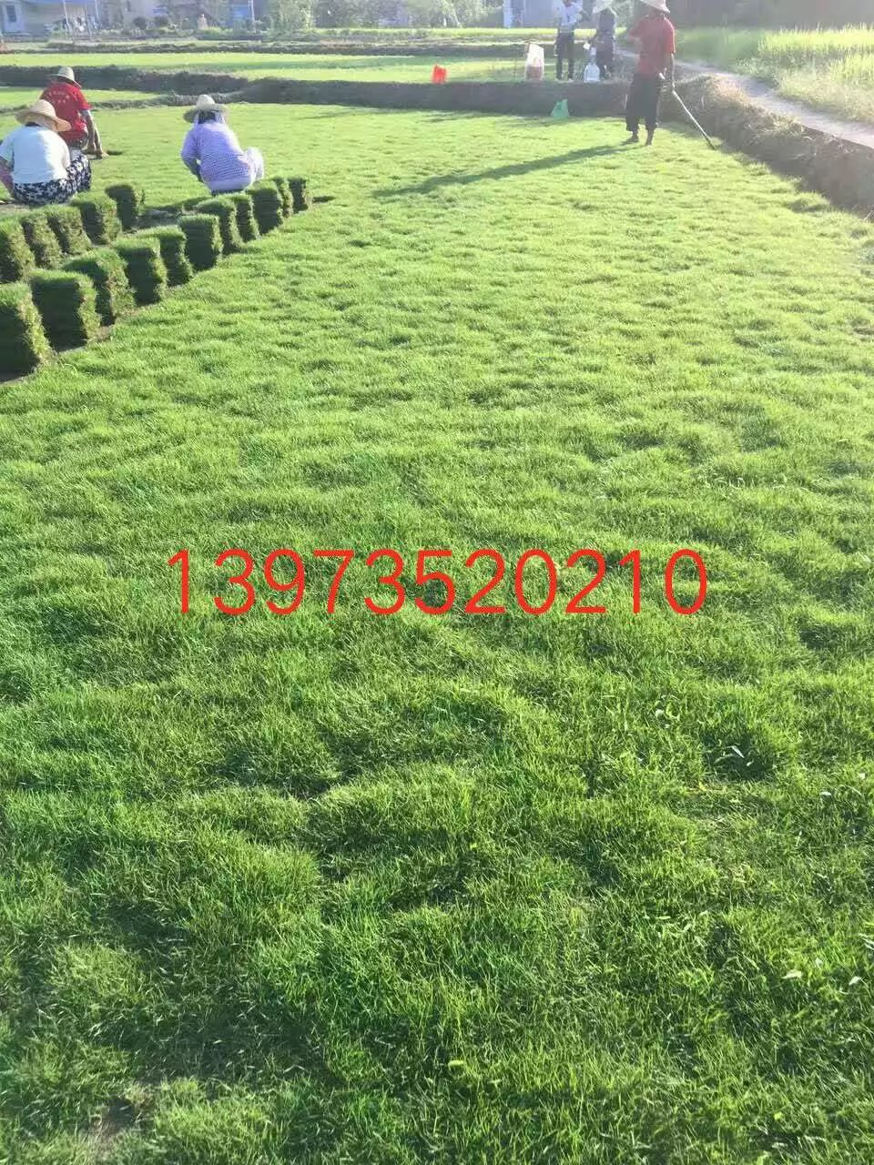 长期供应马尼拉草坪 草皮