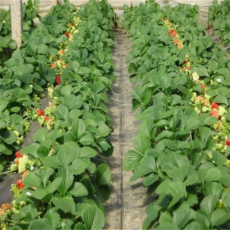 草莓苗出售草莓苗 品种齐全 成活率高 价格优惠 期待你的选购