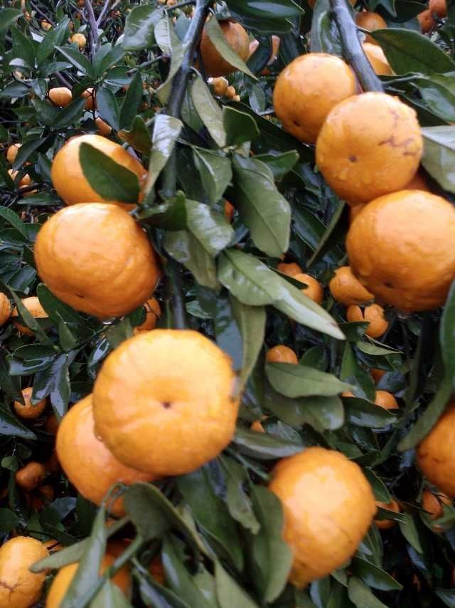 柑橙果 柑橙果苗 广西柑橙果 广西柑橙果苗批发 广西柑橙果苗供应图片