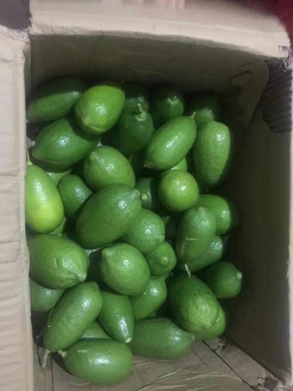 玉林市柠檬厂家供应青柠檬-柠檬苗批发-柠檬苗品种