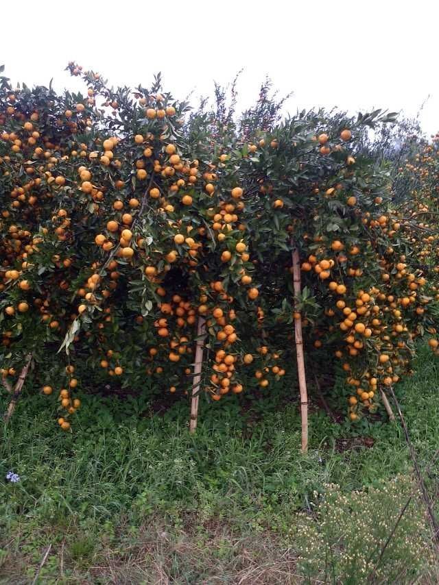 柑橙果 柑橙果苗 广西柑橙果 广西柑橙果苗批发 广西柑橙果苗供应