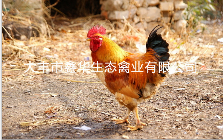 批量供应公鸡 林地散养高营养高品质冠红毛红小公鸡 量大优惠