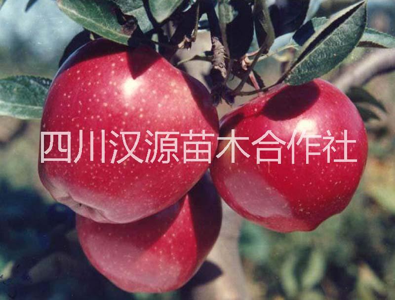 苹果树苗苹果  烟富0（烟富10）树苗 苹果树苗