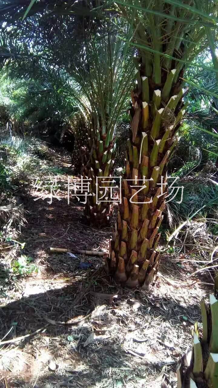 福建中东海枣，福建中东海枣价格，福建中东海枣种植基地