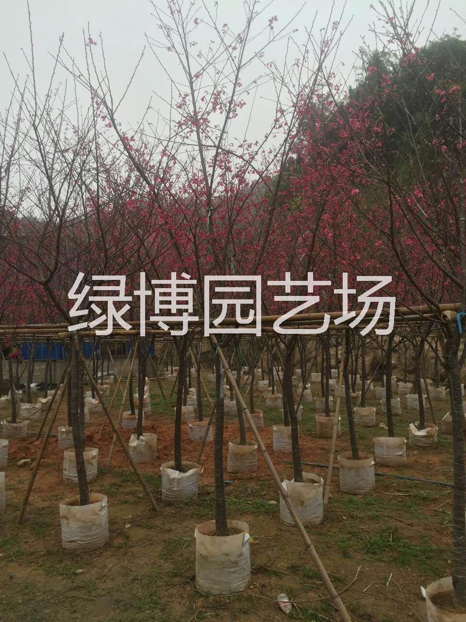 漳州市云南山樱花厂家