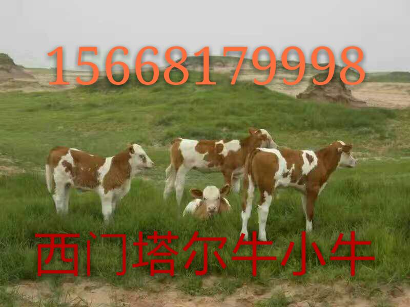 济宁市西门塔尔牛活体价格厂家