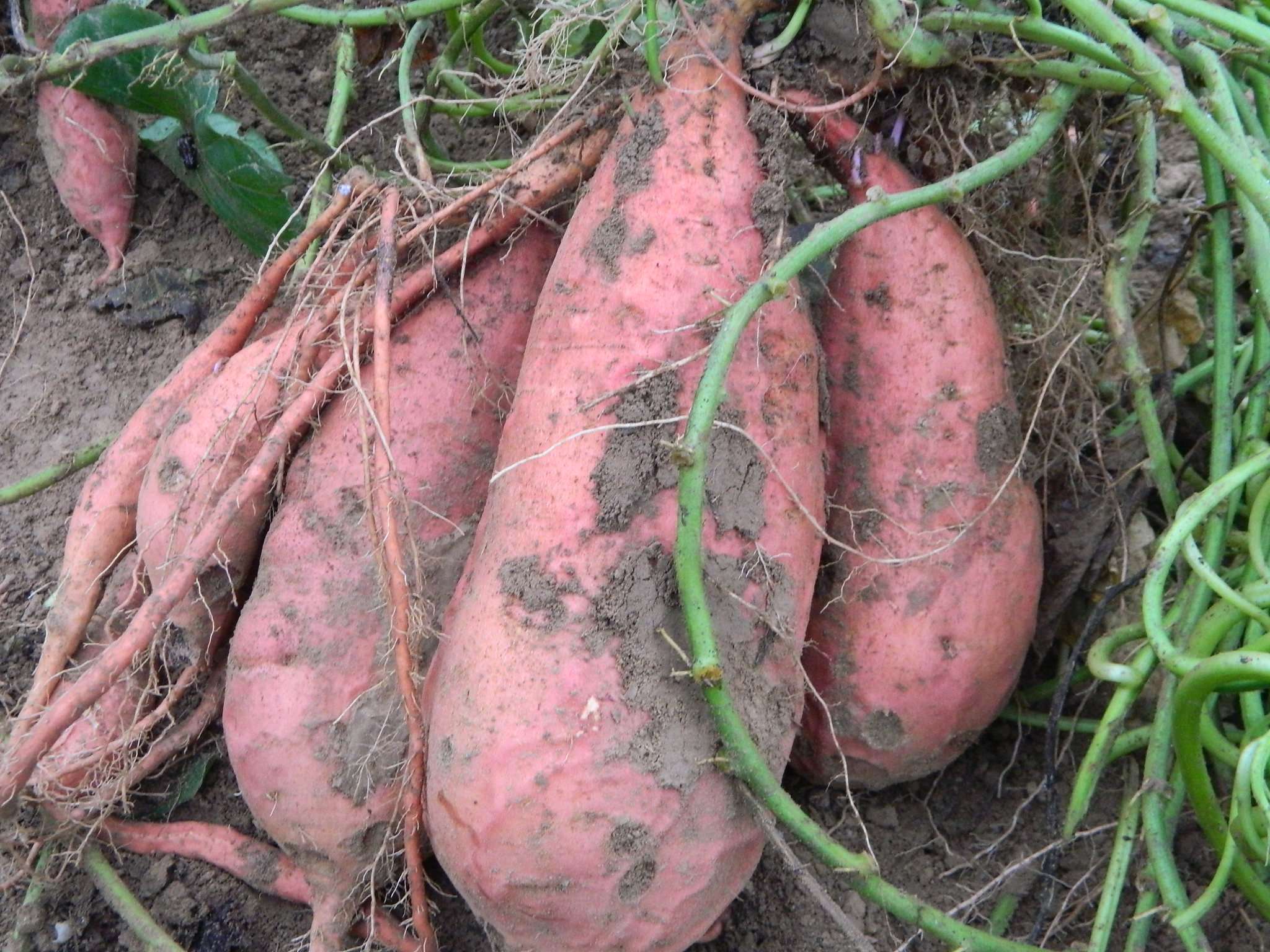山东红薯批发 德州红薯批发基地 红薯种植园