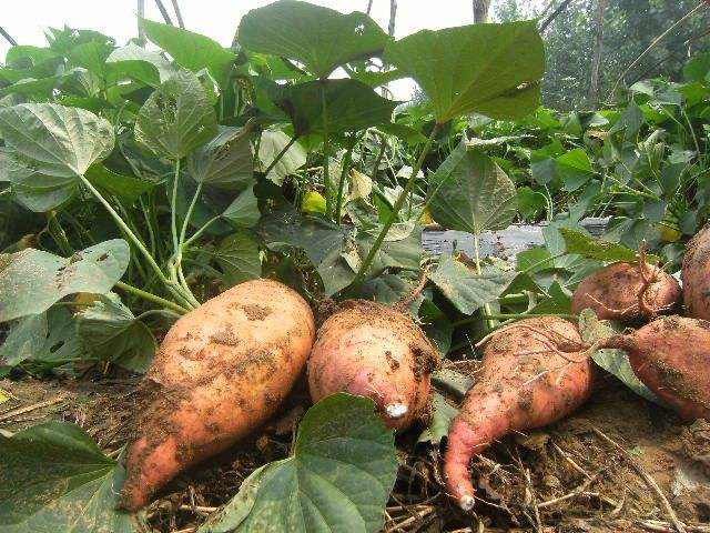 山东红薯种苗批发  山东红薯种苗哪家好 山东优质红薯种苗