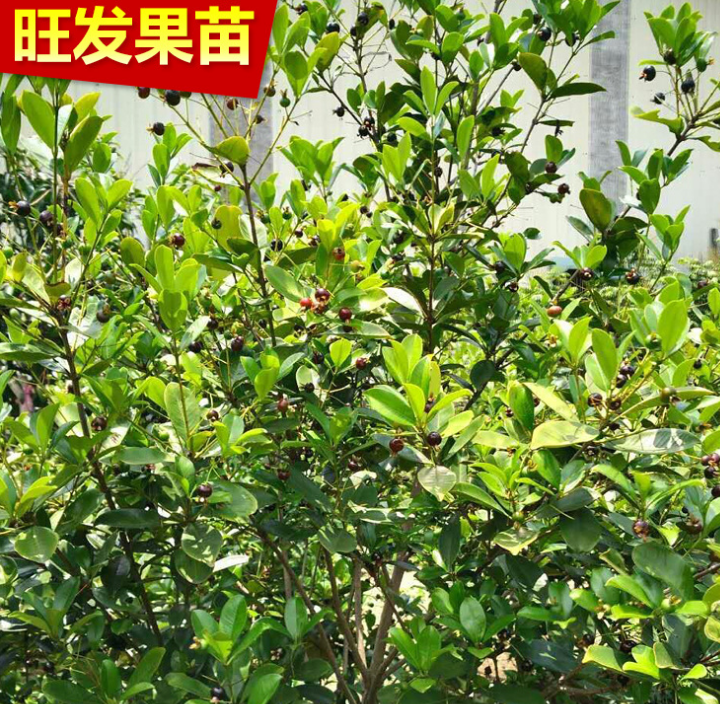 惠州市生产销售巴西樱桃苗厂家