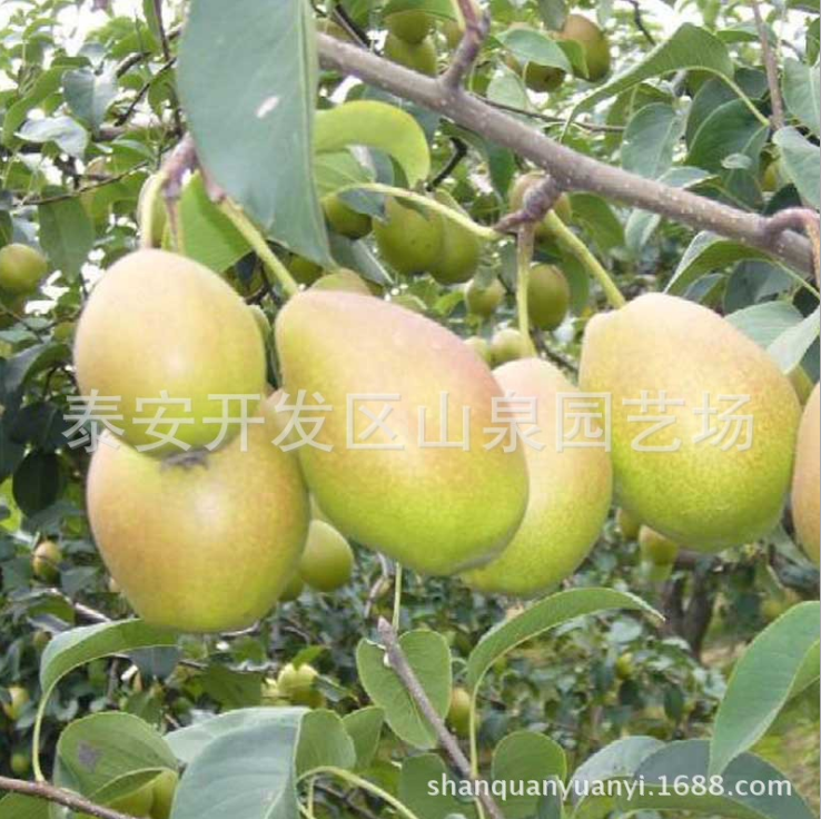 出售果树苗 水果苗 香梨树苗 香梨苗 新疆库尔勒香酥梨树苗图片