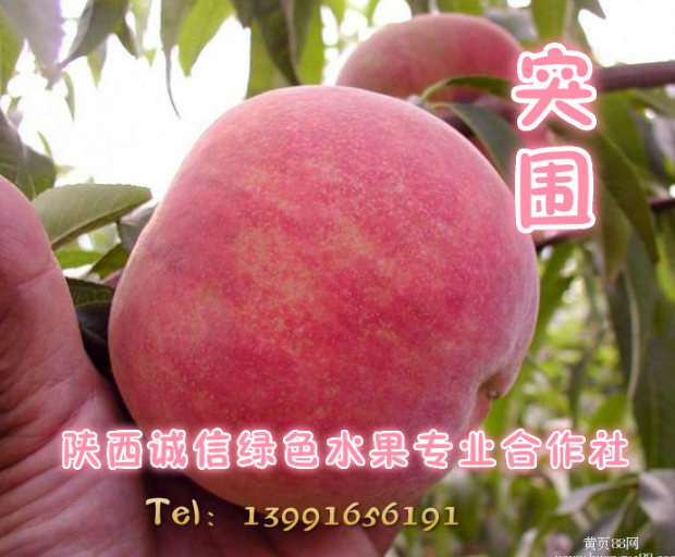 桃树新品种-陕西优质突围桃苗