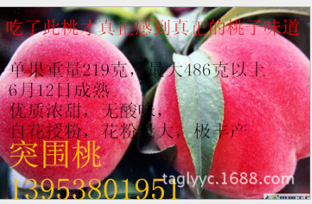 桃苗品种优质桃苗突围桃映霜红桃苗永莲蜜桃 中油4号大棚油桃图片