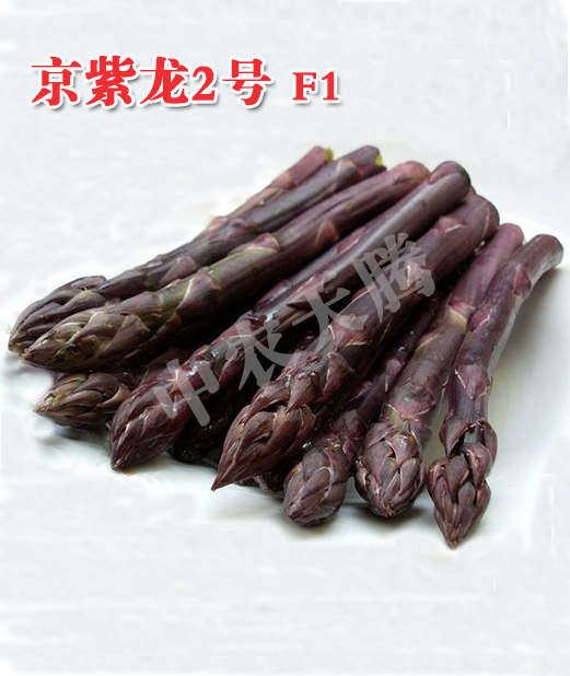 北京市京紫龙2号厂家紫色芦笋种子价格    京紫龙2号   紫芦笋营养价值