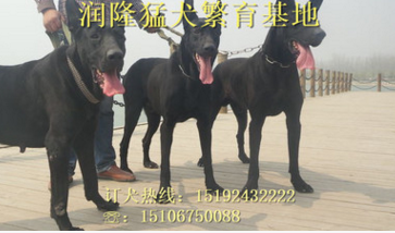 工厂直销纯种墨界黑狼犬 活体护卫犬 大型犬 健康包邮 质量保障 幼犬价格图片