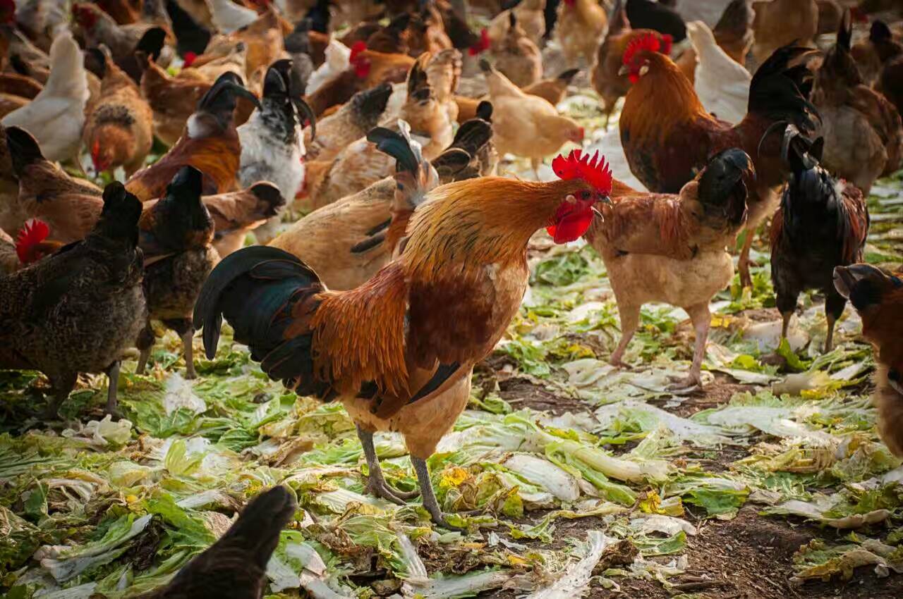 散养柴鸡农家果园散养一年龄柴鸡公鸡肉质鲜美散养土鸡 散养柴鸡