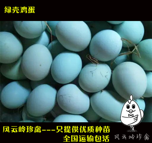 清远高产蛋鸡苗清远高产蛋鸡苗出售-清远海兰灰蛋
