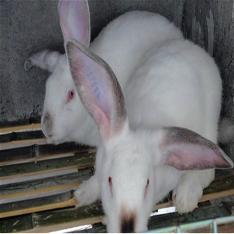 嘉祥县永旺肉兔养殖场出售优质肉兔嘉祥县永旺肉兔养殖场出售优质肉兔