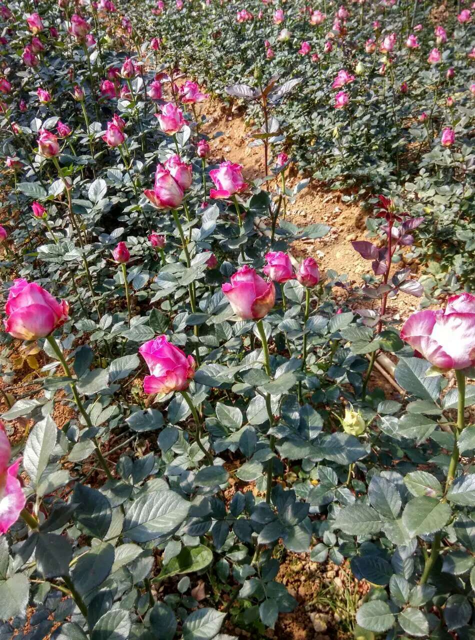 桂林市广西桂林玫瑰种植大量批发玫瑰花厂家广西桂林玫瑰种植大量批发玫瑰花