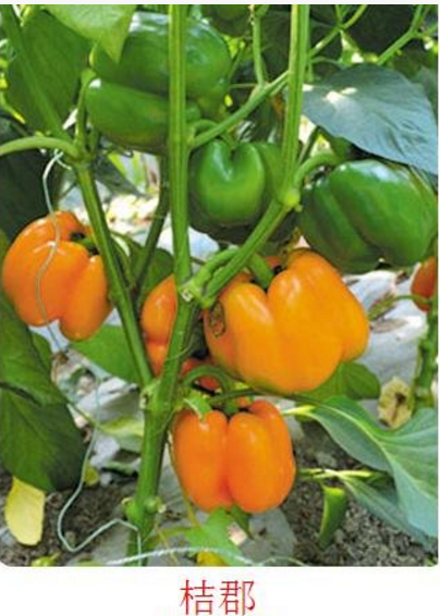 桔郡方形甜椒种子 适合棚室栽培  四川省盛琪蔬菜种子销售有限公司 企业公众号码图片