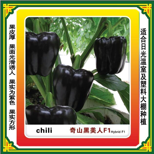 奇山黑美人方形甜椒种子  优质品种 盛琪种业公司推出优质高产方形甜椒种子图片