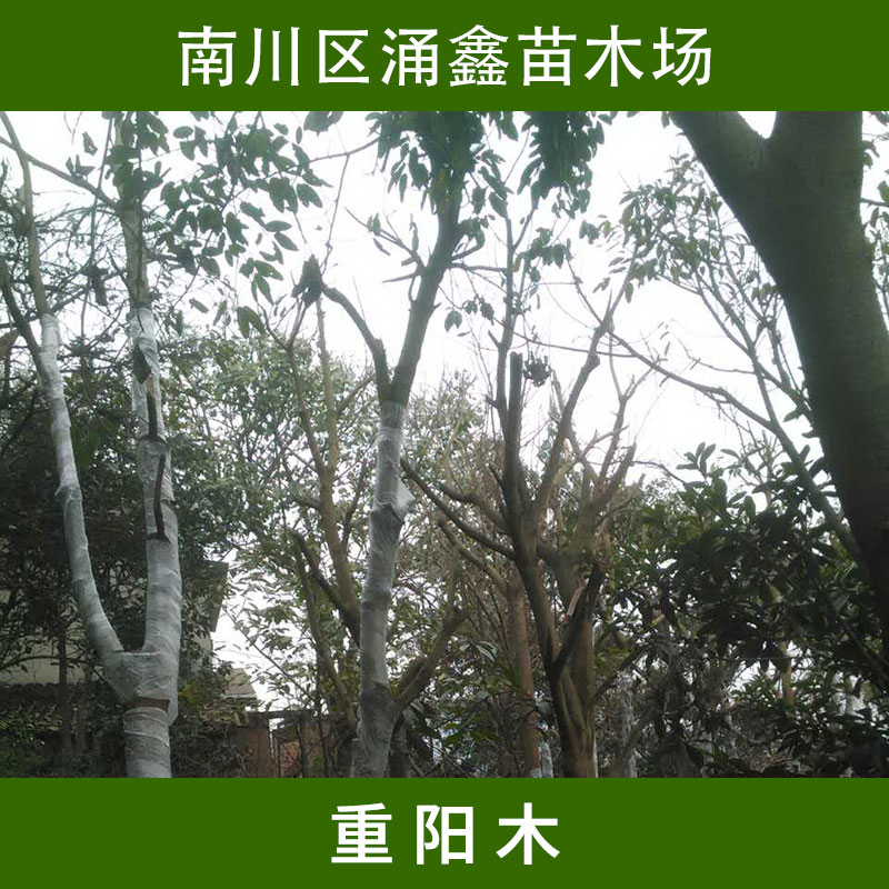 重庆市重阳木厂家