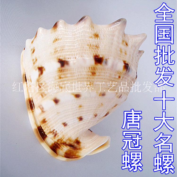 天然海螺贝壳批发 唐冠螺图片