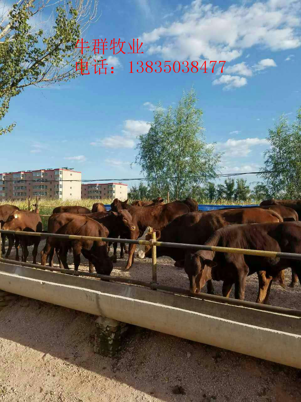 大量供应利木赞牛、山西牛群牧业养殖场