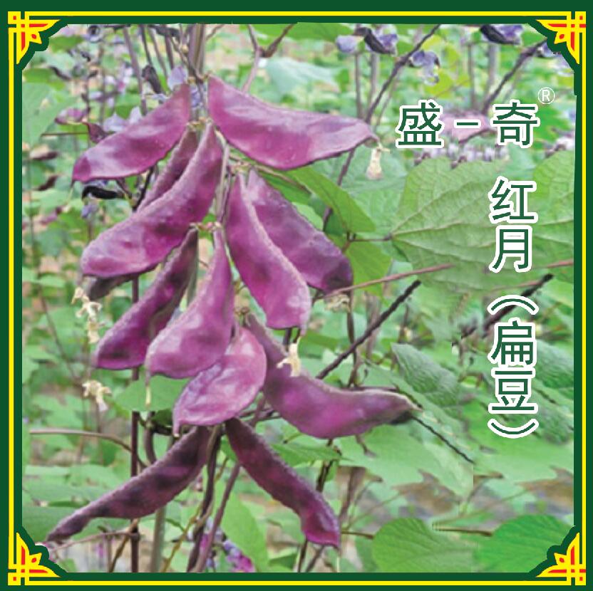 内江市紫龙架豆种子厂家紫龙架豆种子 ，种子公司批发，适宜试种成功地区春秋栽培，特色蔬菜