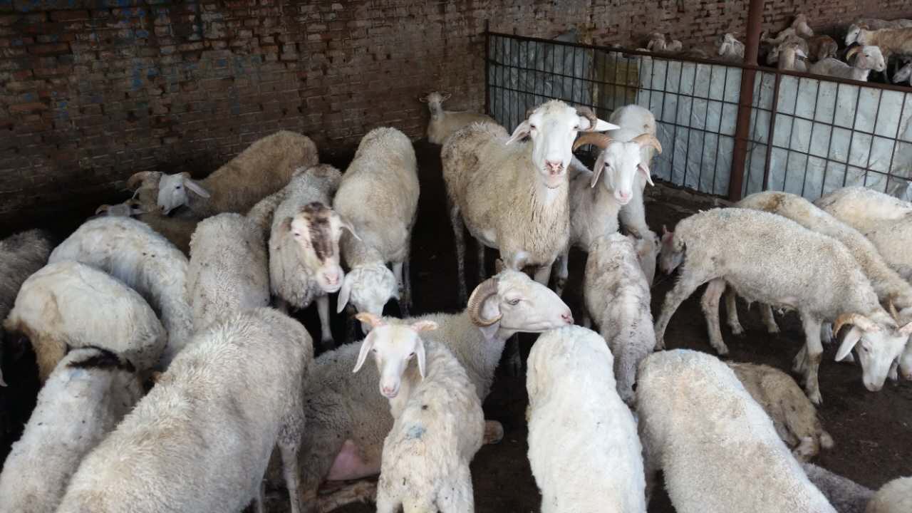 吉林寒羊养殖  优质小尾寒羊销售