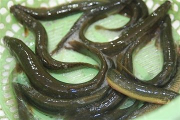 台湾泥鳅苗 泥鳅 活体饲料鱼 放生鱼活体饲料鱼龙鱼饲料鱼苗