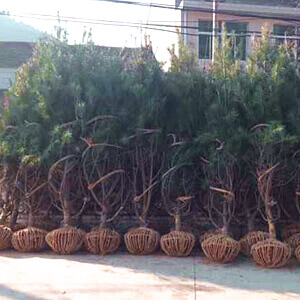 西安市3米5白皮松厂家常年出售陕西3米5白皮松树 蓝田绿多白皮松苗木